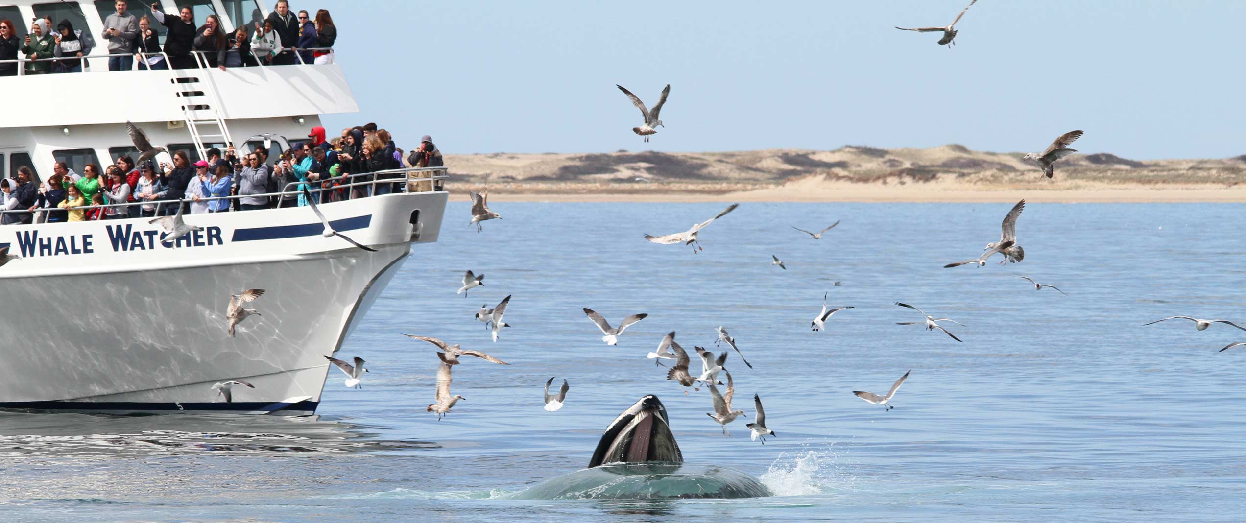 whale watching cruise cape cod
