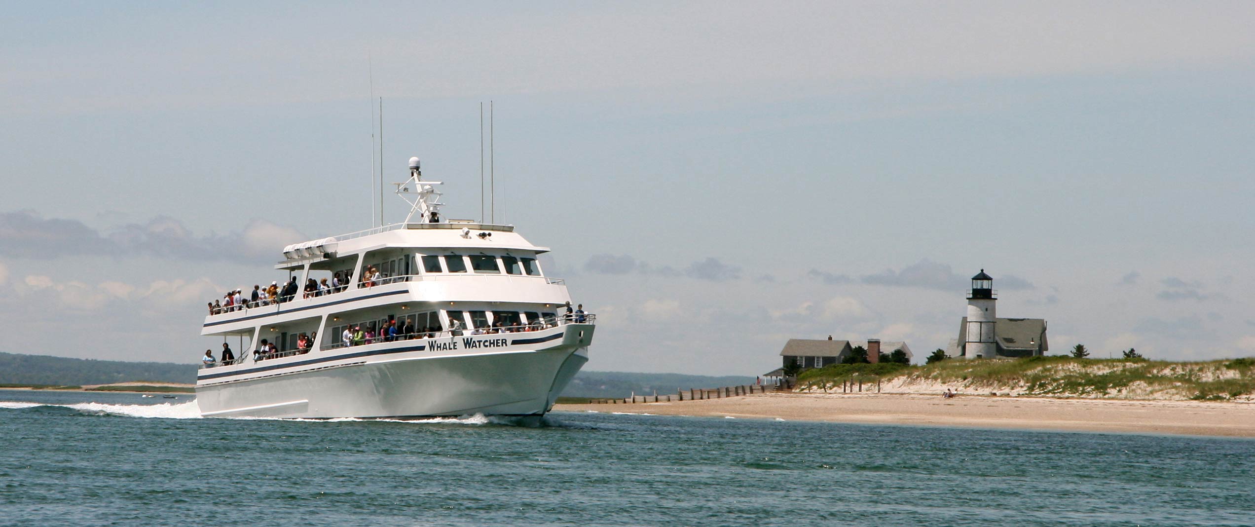 whale watching cruise cape cod