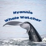 Hyannis Whale Watcher Cruises